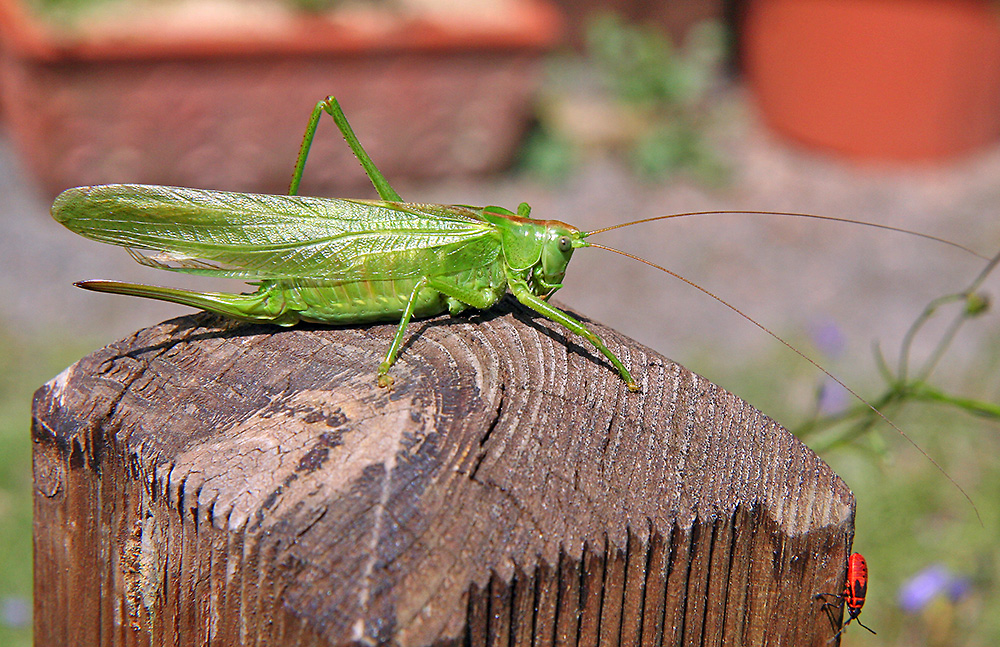 Tettigonia viridissima - Grünes Heupferd und Pyrrhocoris apterus - Feuerwanze