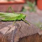 Tettigonia viridissima - Grünes Heupferd und Pyrrhocoris apterus - Feuerwanze