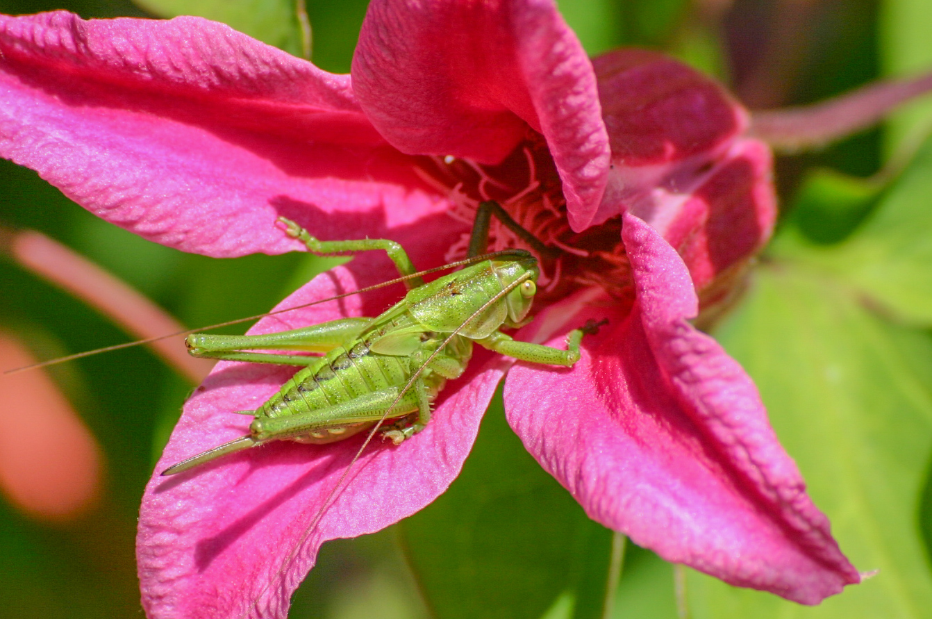 Tettigonia viridissima (Grünes Heupferd) weibliche Larve