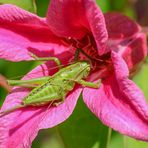 Tettigonia viridissima (Grünes Heupferd) weibliche Larve