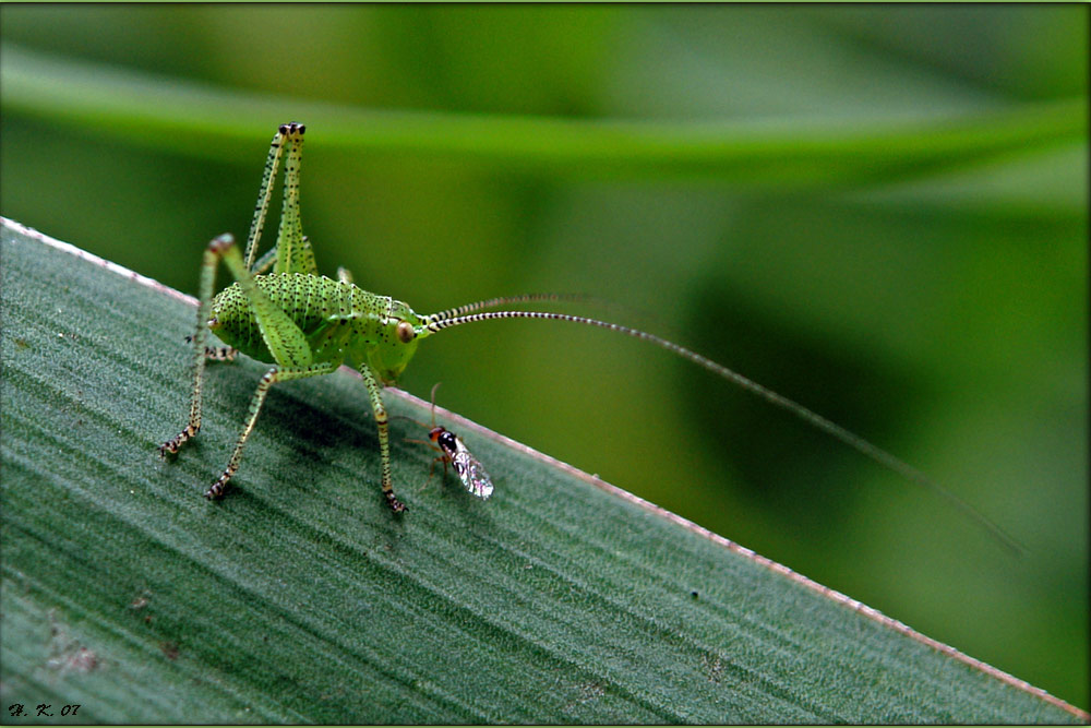 Tettigonia viridissima - Jung und schön;-)