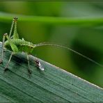 Tettigonia viridissima - Jung und schön;-)