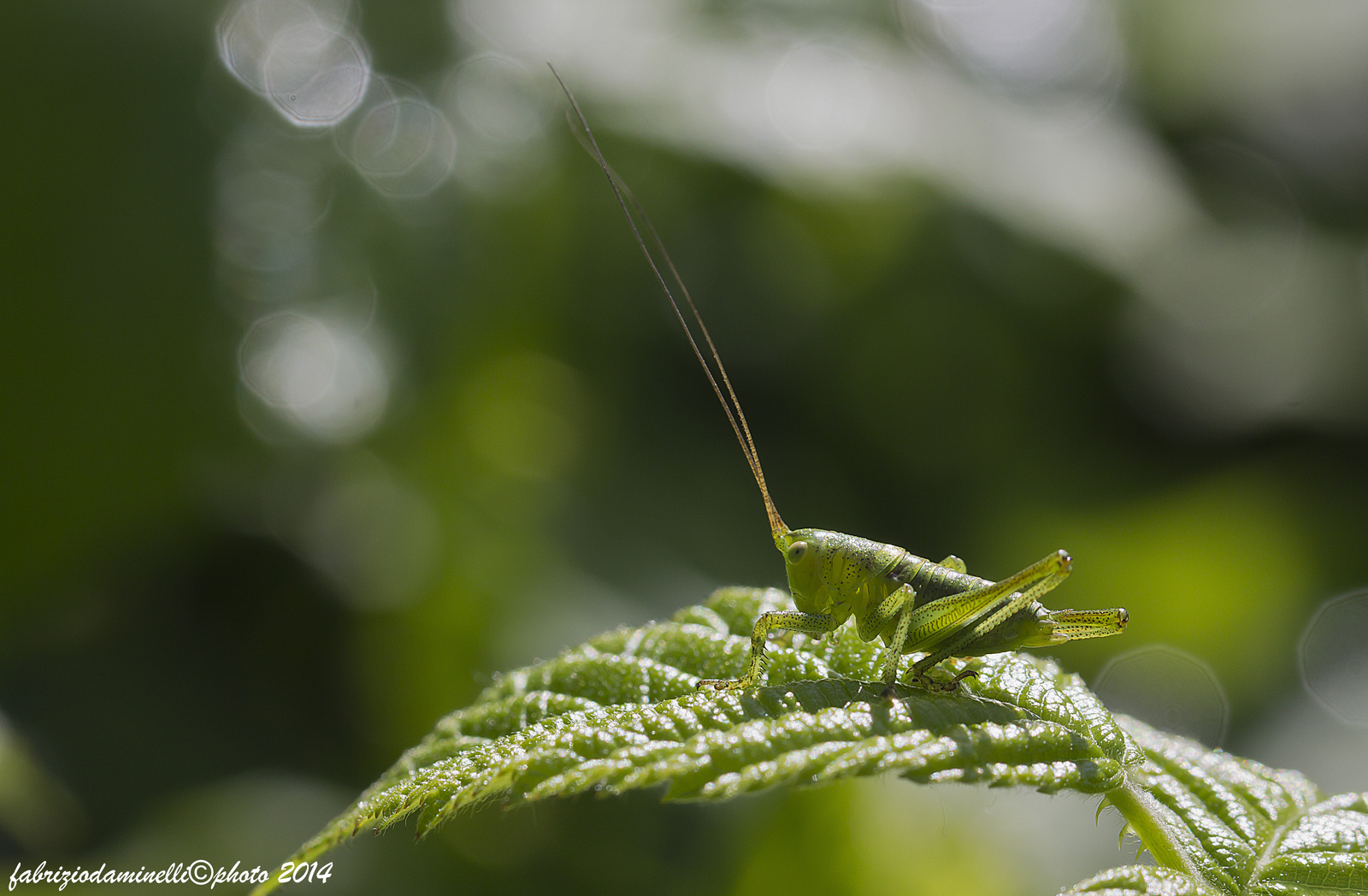 Tettigonia viridissima larva