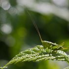 Tettigonia viridissima larva