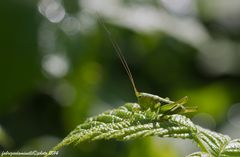 Tettigonia viridissima larva