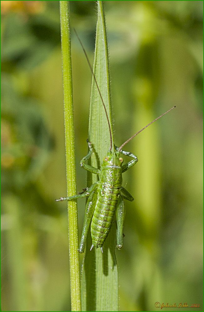 Tettigonia viridissima maschio (Linnaeus, 1758)