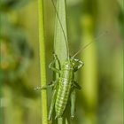 Tettigonia viridissima maschio (Linnaeus, 1758)