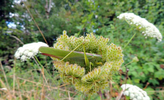 Tettigonia viridissima sauterelle sur Daucus carota en graines carotte sauvage