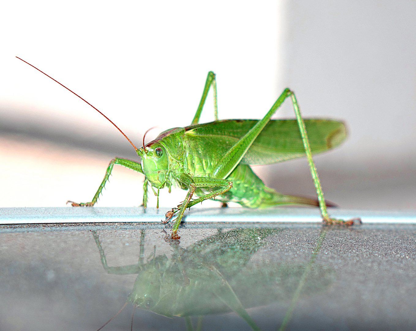 Tettigonioidea