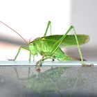 Tettigonioidea