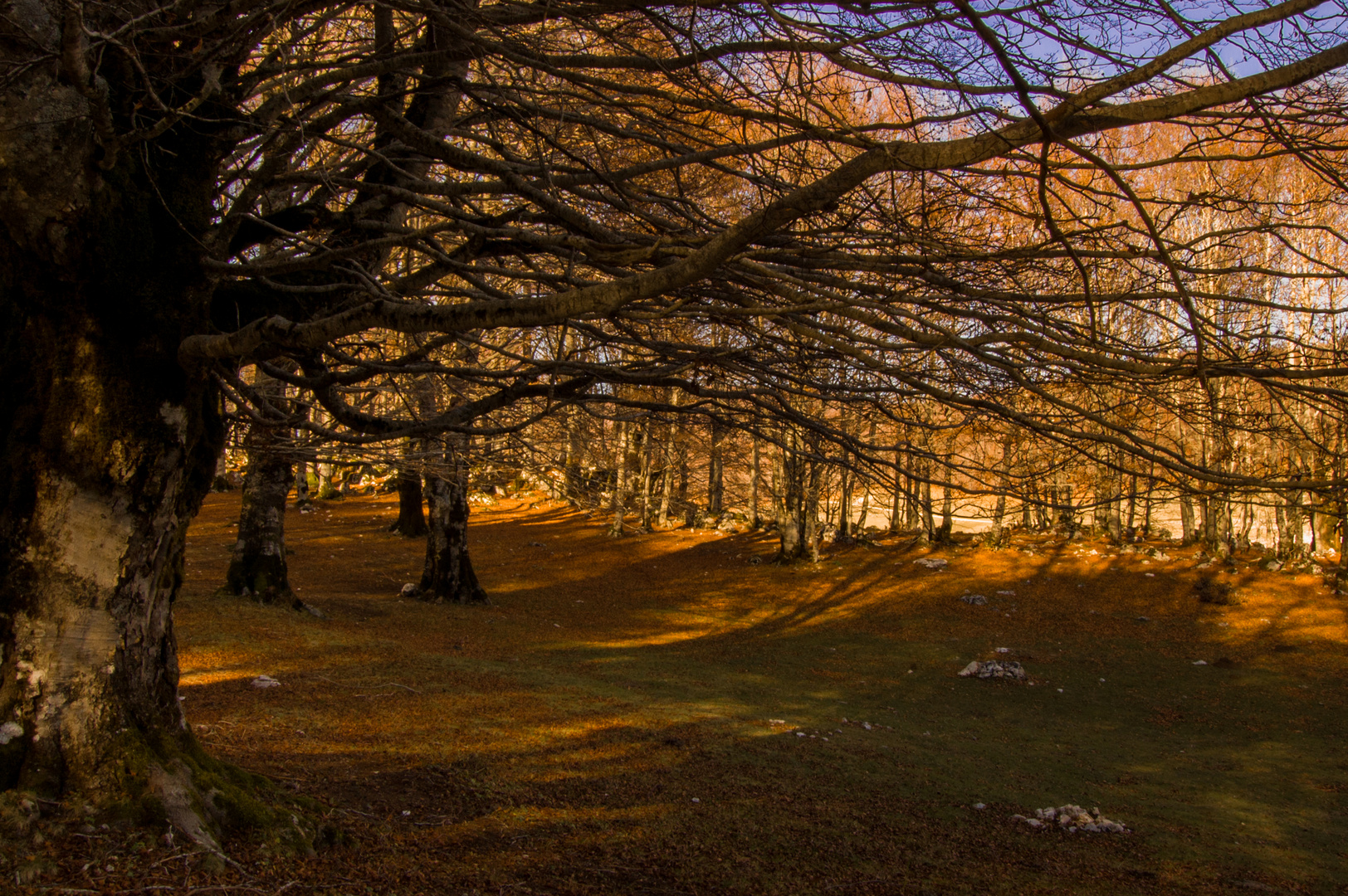 tetto tra gli alberi