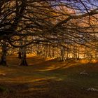 tetto tra gli alberi