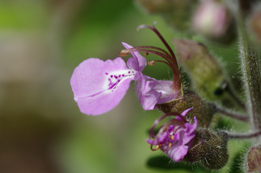 Teucrium botrys