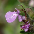 Teucrium botrys