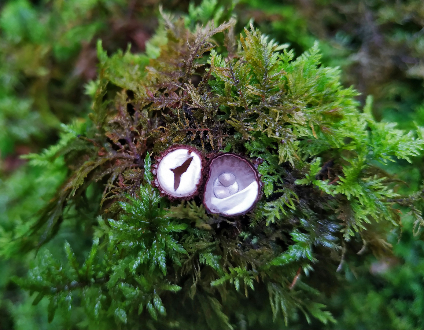 Teuerling mit besonderer Zeichnung