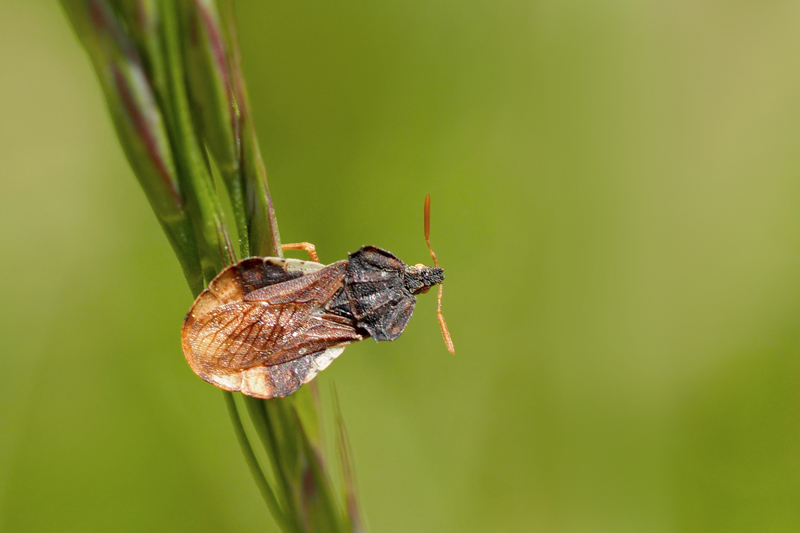 Teufelchen, Gottesanbeterinnen-Wanze (Phymata crassipes) - Un petit brigand..!