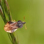 Teufelchen, Gottesanbeterinnen-Wanze (Phymata crassipes) - Un petit brigand..!