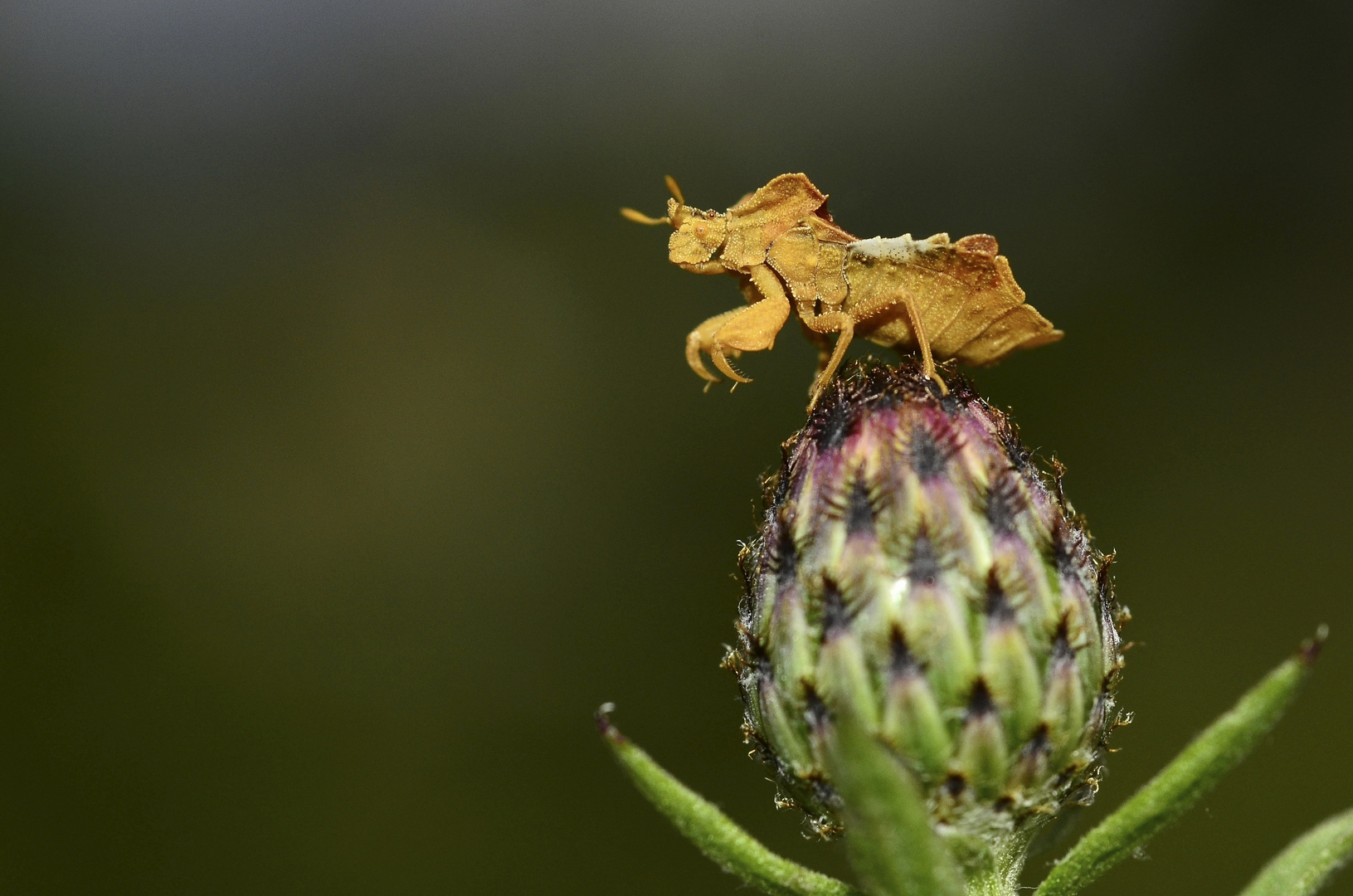 Teufelchen, Phymata crassipes 