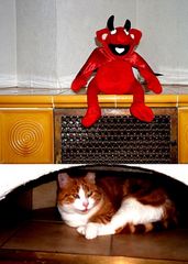 Teufele und Katze