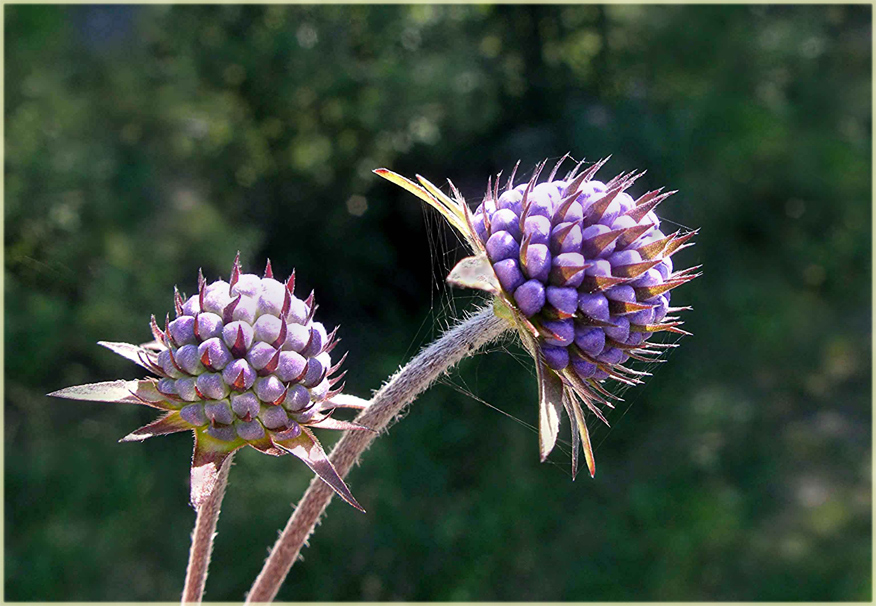 Teufelsabbiss