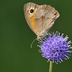 Teufelsabbiss: Aufgeblüht mit Ochsenauge