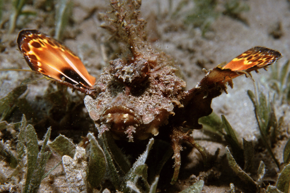 Teufelsfisch Foto & Bild tiere, wildlife, fische Bilder auf