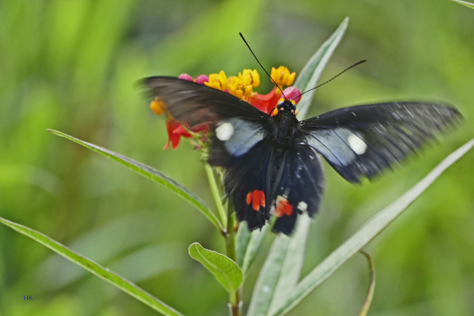 Teufelsgesicht, parides erlaces xanthias, Cattleheart ????