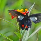 Teufelsgesicht, parides erlaces xanthias, Cattleheart ????