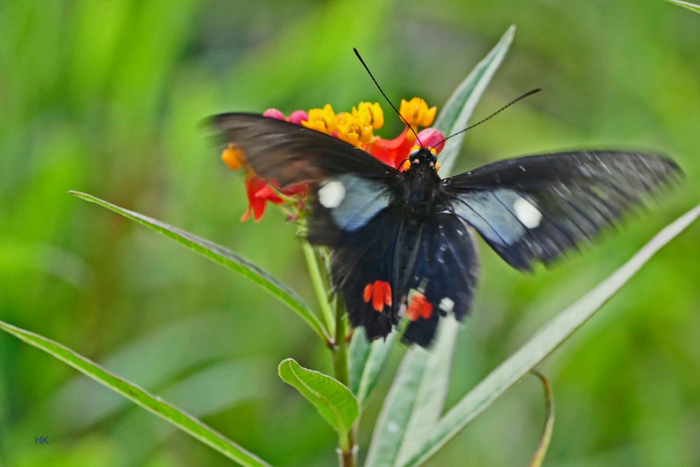 Teufelsgesicht, parides erlaces xanthias, Cattleheart ????