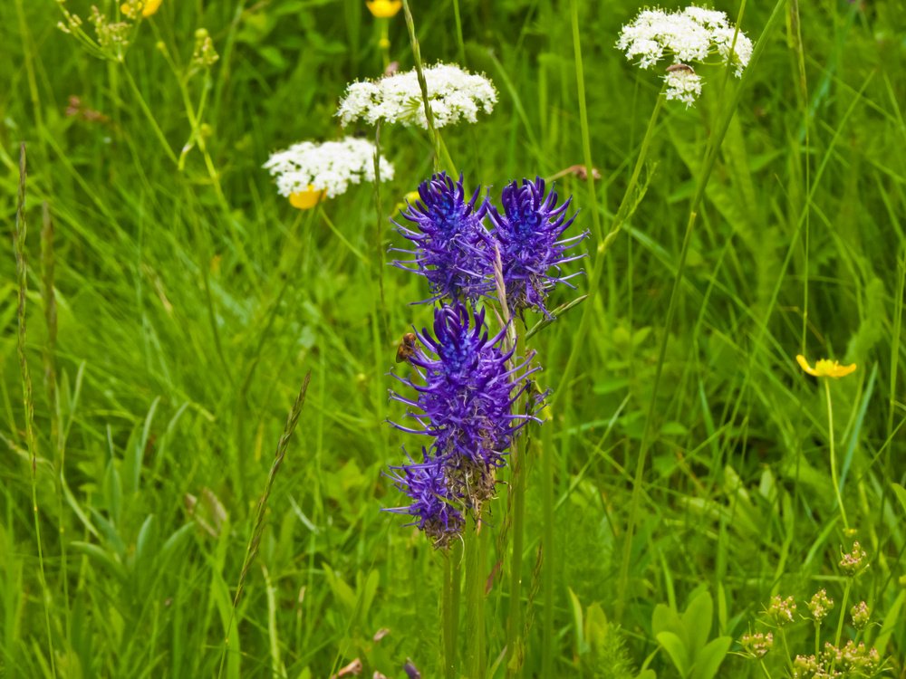 Teufelskralle (Phyteuma × adulterinum)