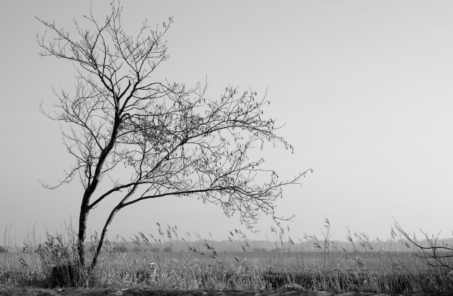 Teufelsmoor bei Worpswede IV Foto & Bild | landschaft ...