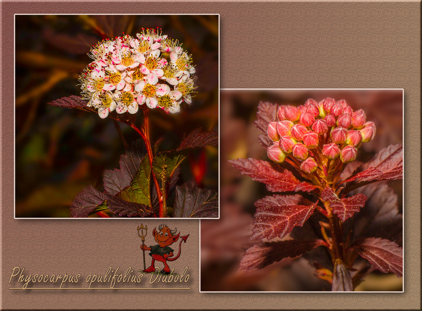 Teufelsstrauch-Collage