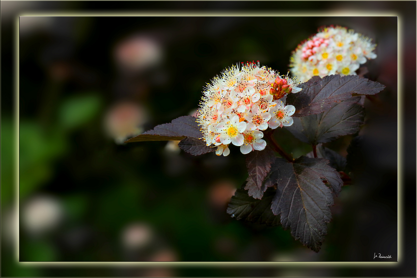 Teufelsstrauch (Physocarpus opulifolius Diabolo)