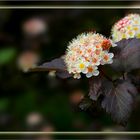 Teufelsstrauch (Physocarpus opulifolius Diabolo)