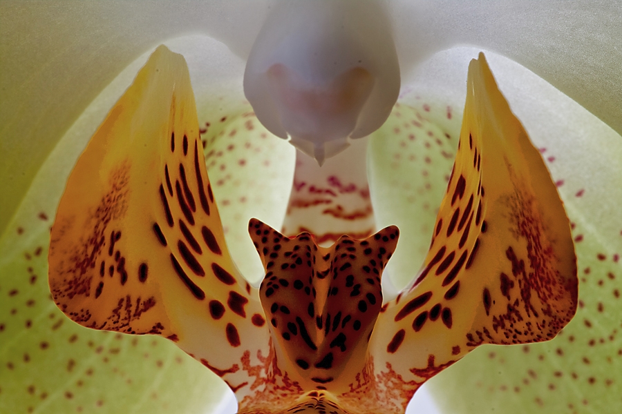 Teuflische Blüte - Orchidee
