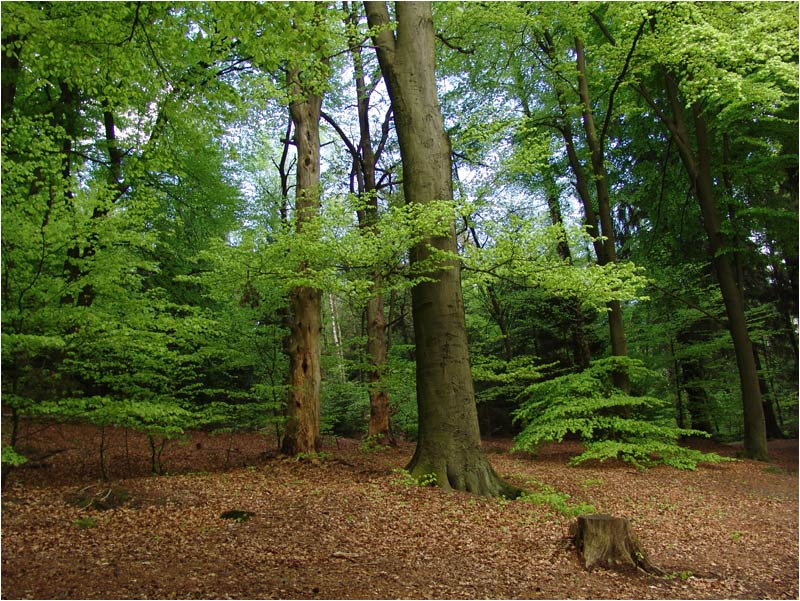 Teutoburger Wald 05