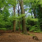 Teutoburger Wald 05