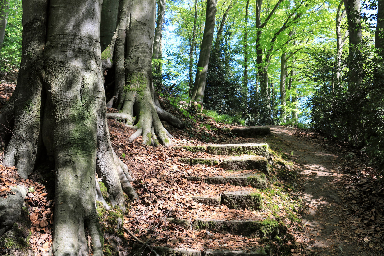 Teutoburger Wald