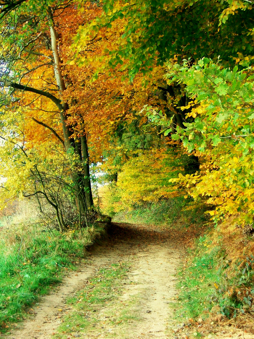 Teutoburger Wald am Bußberg