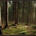 Teutoburger Wald an einem sonnigen Dezember Tag