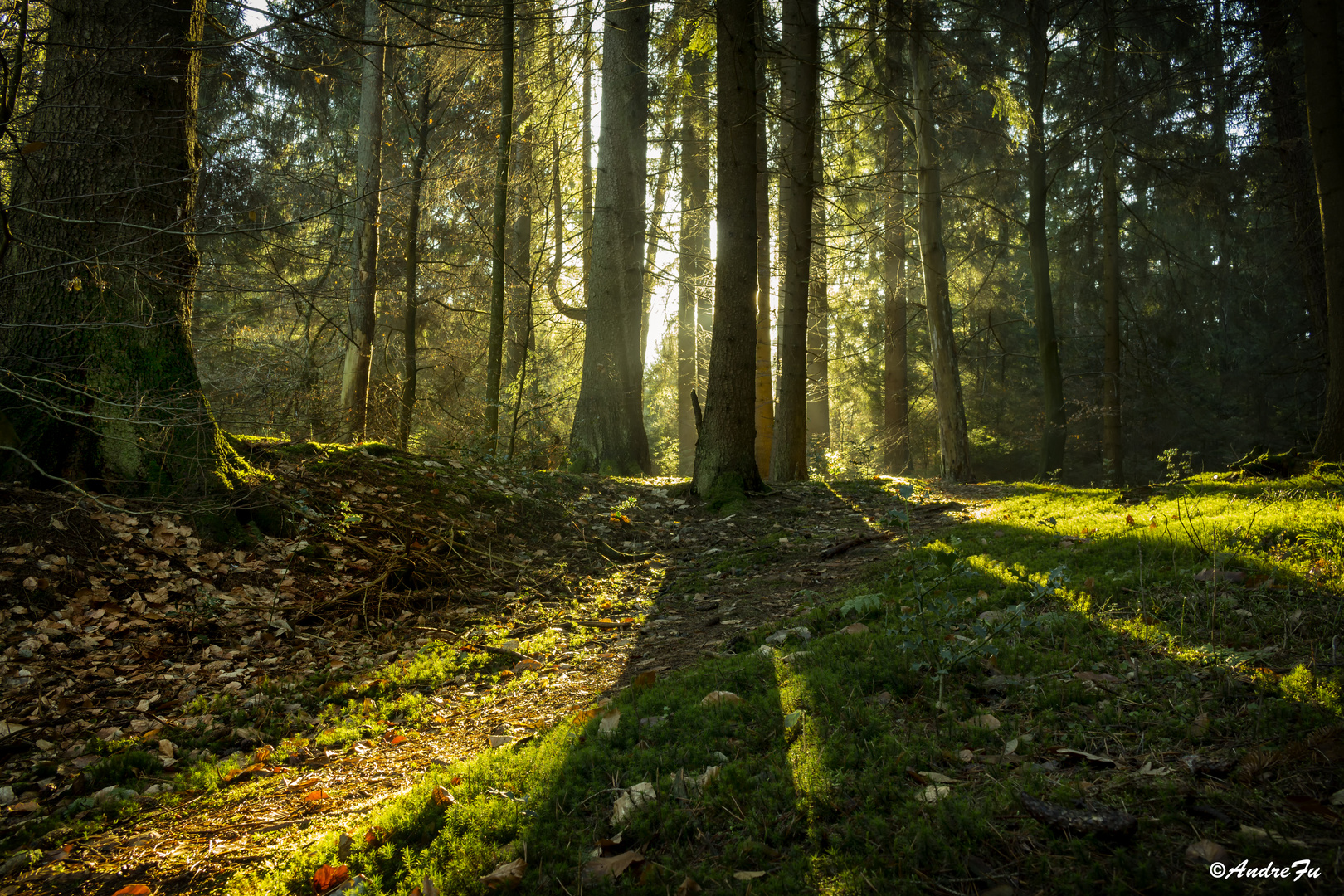 Teutoburger Wald