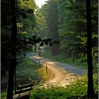 Teutoburger Wald im Frühsommer