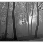 Teutoburger Wald im Nebel