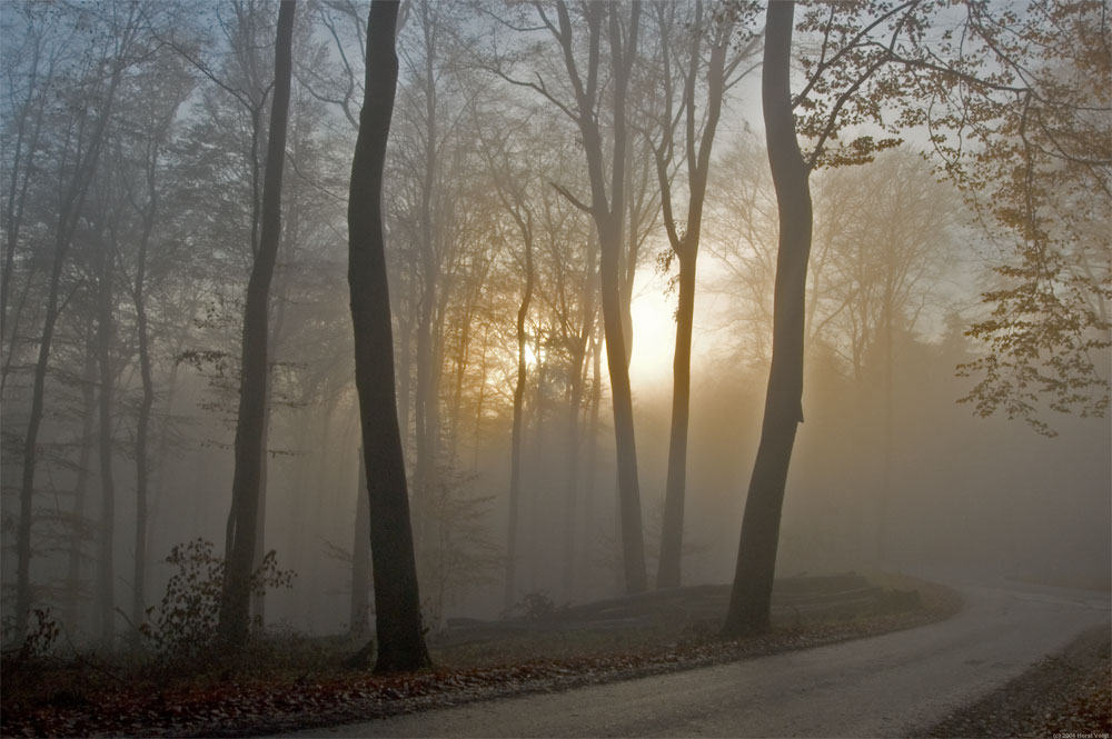 Teutoburger Wald im Nebel