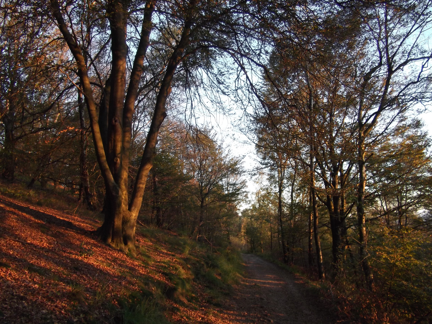 Teutoburgerwald bei Sonnenuntergang