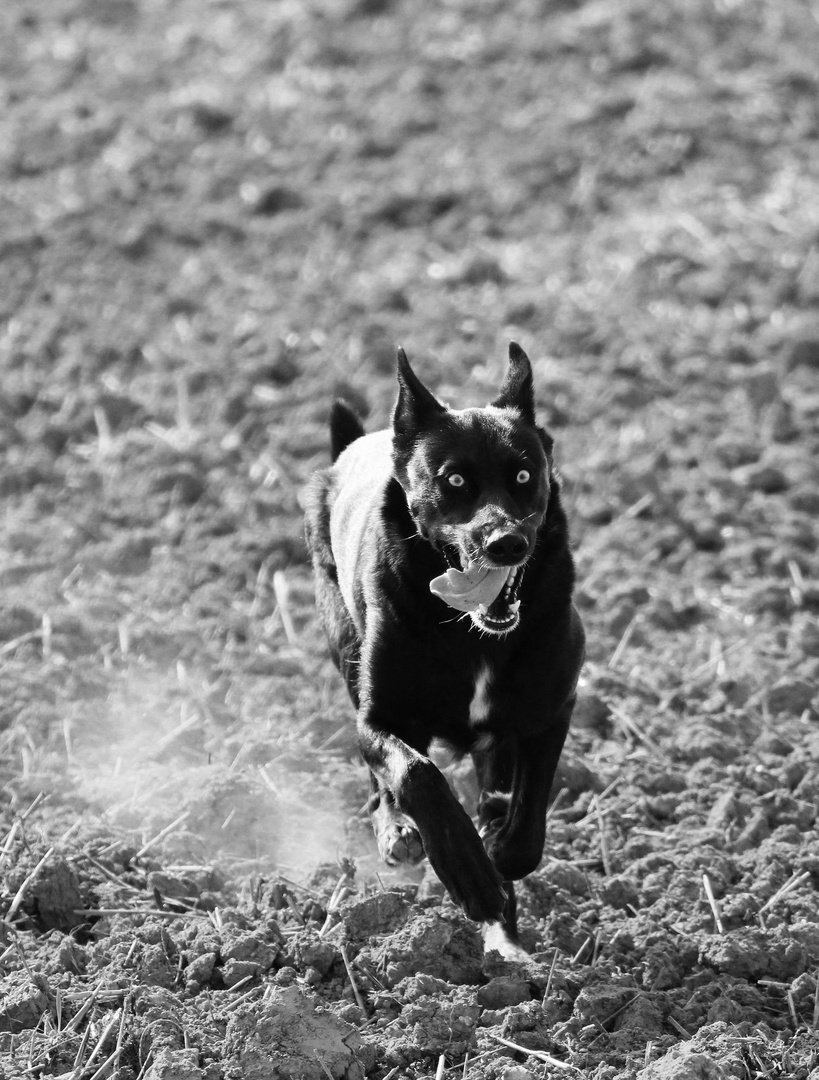 Teutonenhund im Anflug