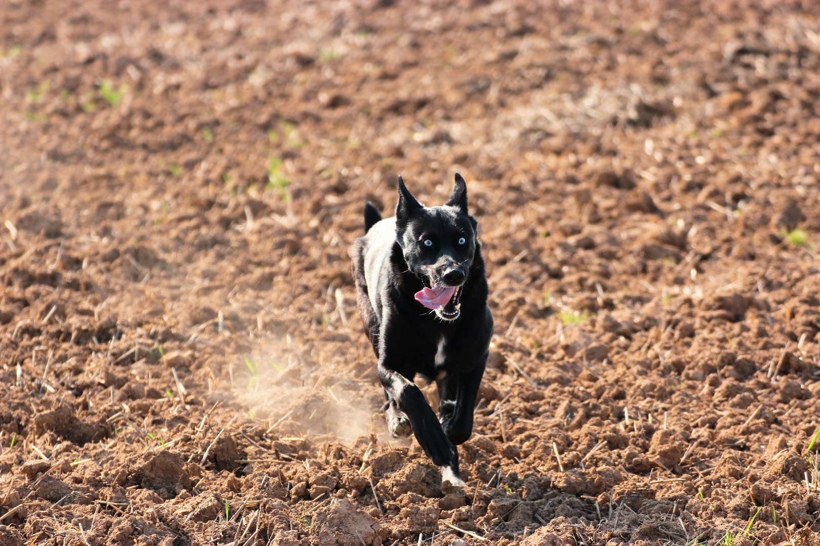 Teutonenhund im Anflug II