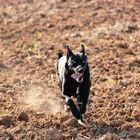 Teutonenhund im Anflug II