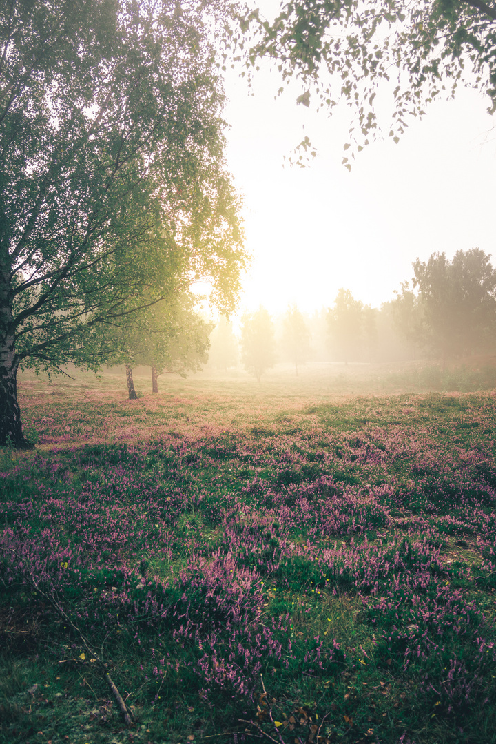 Teverener Heide I