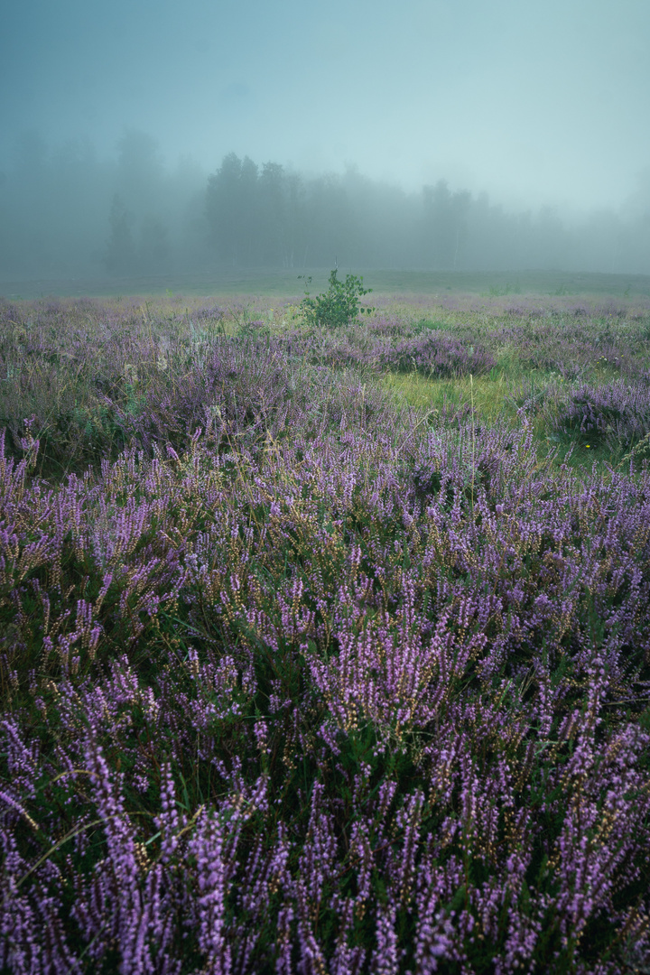 Teverener Heide III